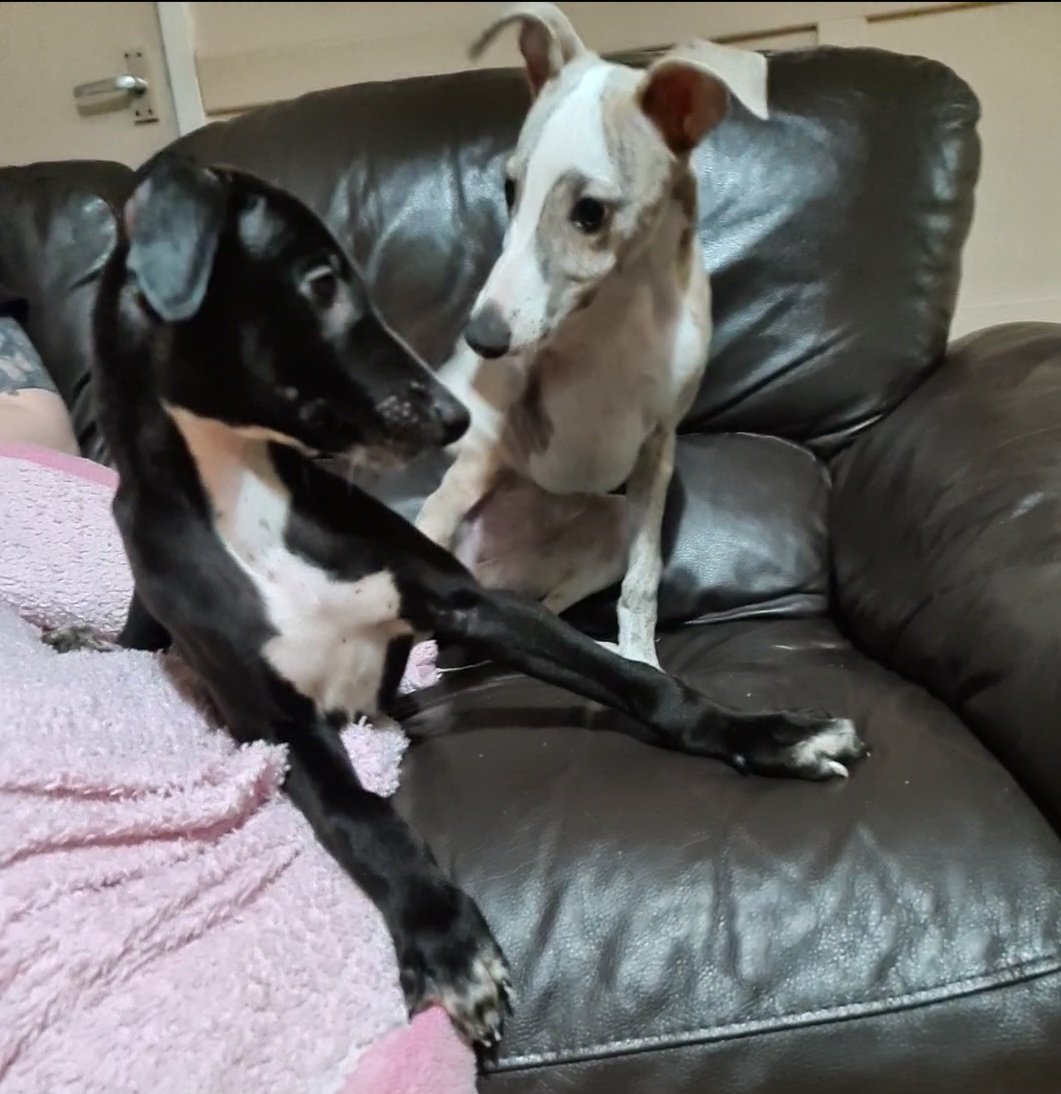 CooperWhippet's tweet photo. #ThrowbackThursday Mum who is this??? Jasper's 1st day at home 🏡 and the beginning of the bestest shenanigans 😍🐾🐕💙 https://t.co/mQ2ehmUx5g