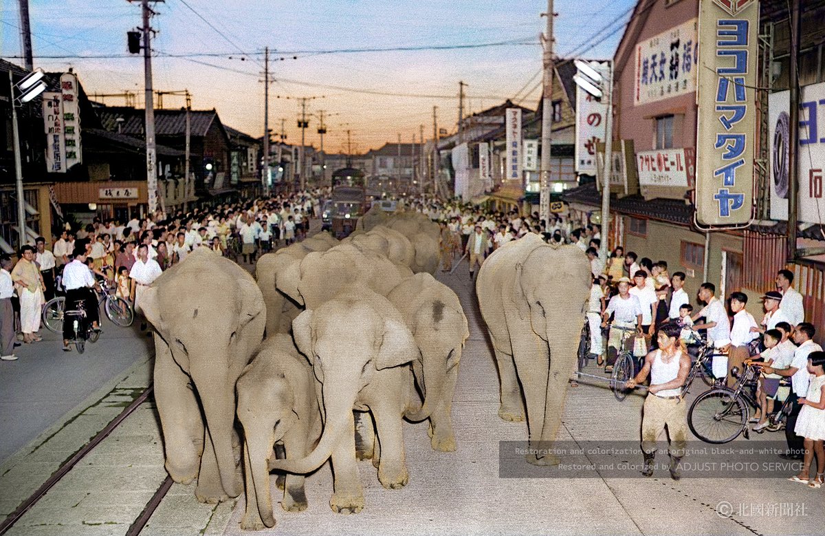 MikiAdjust's tweet photo. 「カラーでよみがえる、ふるさと」歴代人気作（カラー化写真・再掲）
1958（昭和33）年8月26日、「世界動物博覧会」に向けて動物たちが特別仕立ての貨物列車に乗って金沢駅に到着。
会場までのゾウの運送路となった金沢市本町の通りは見物人でごった返した。
#colorization　#精密カラー化 https://t.co/aPp0Q1c8aH
