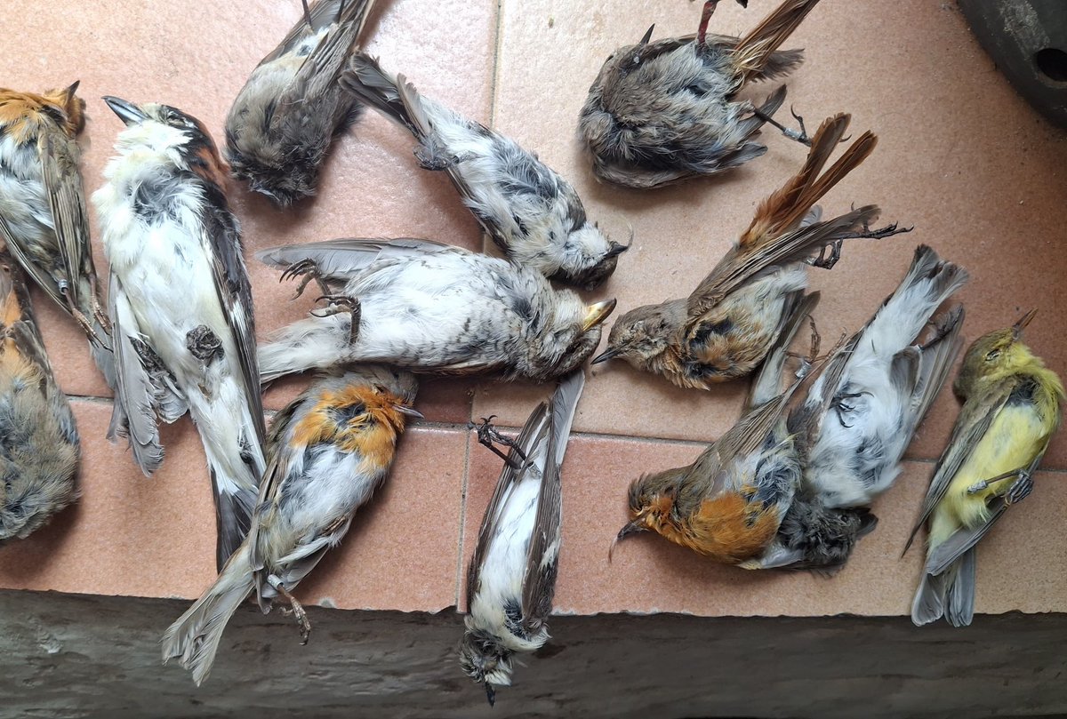 Committee Against Bird Slaughter (CABS) tweet media