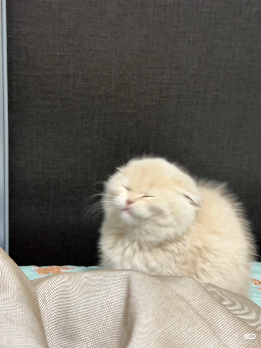 No Context Cats tweet media