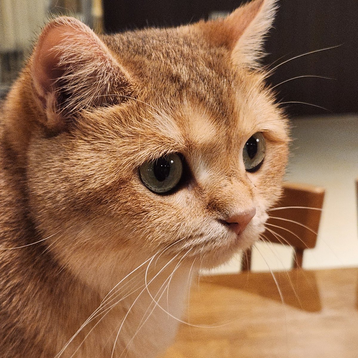 금지화 tweet media