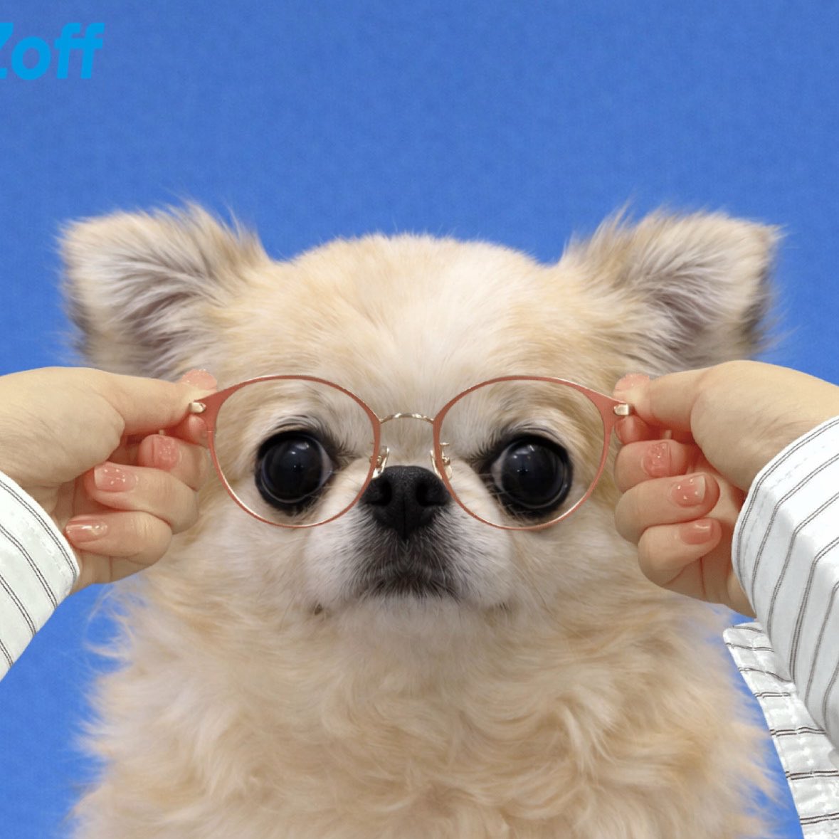 うめ(犬)親管理 (@chihuahua_ume) / Posts / X うめ(犬)親管理 (@chihuahua_ume) / Posts / X