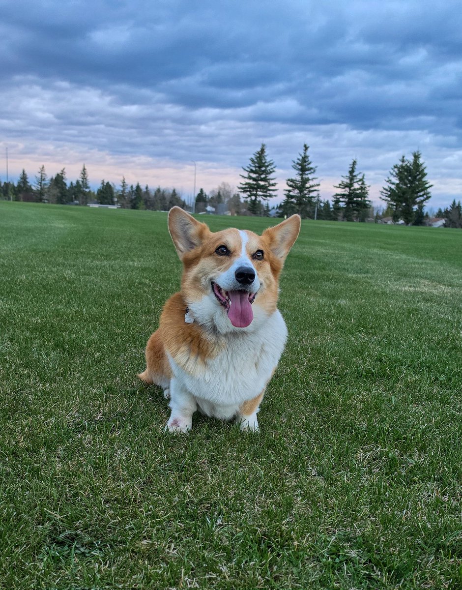 Rocky the Corgi tweet media