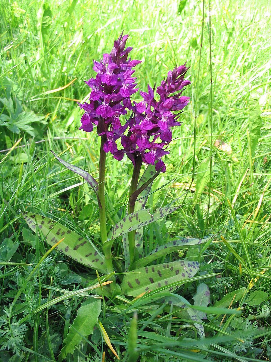 cdavalldeboi's tweet photo. Avui hem anat al Salencar de #Barruera a fer cens de peixos amb CFGS de l'INS #Pontdesuert. Entremig de centenars de cues de cavall a punt d'esclatar (Equisetum arvense), hem trobat en flor la Dactylorhiza majalis, coneguda popularment com l’“orquídia de maig”. 🌸 https://t.co/Ac0HYbfO3u