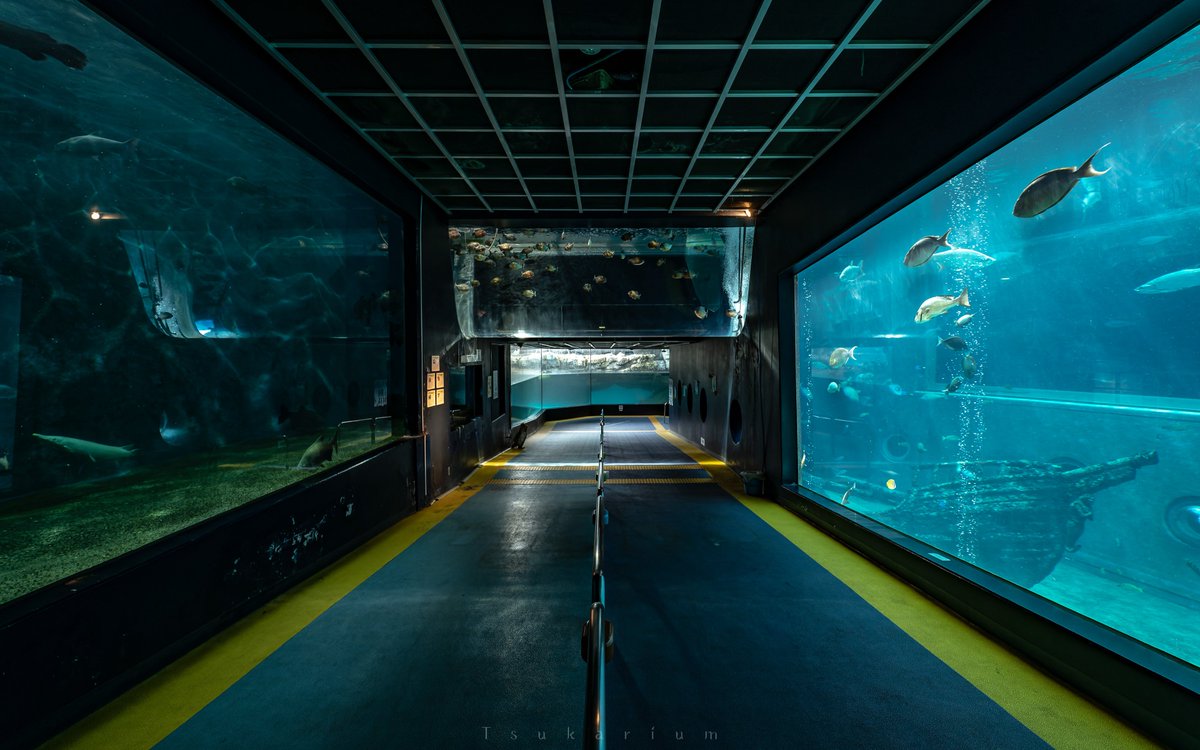 銀鏡つかさ/水族館写真家 tweet media