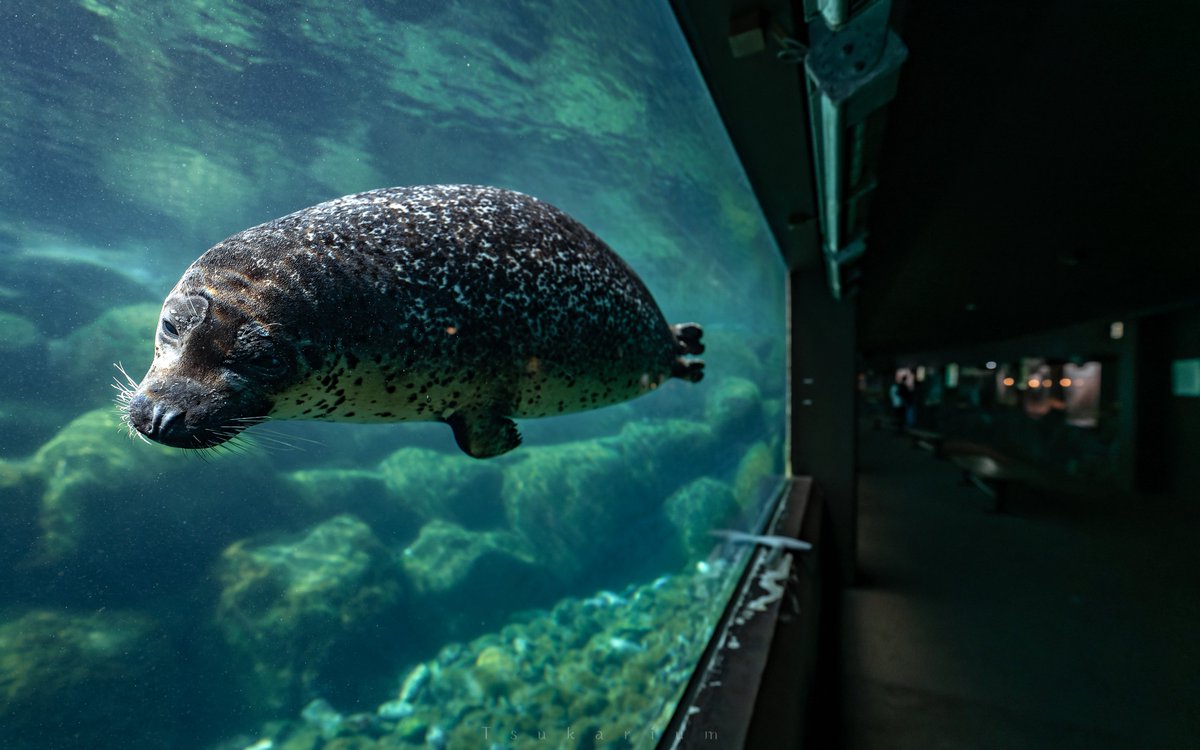 銀鏡つかさ/水族館写真家 tweet media
