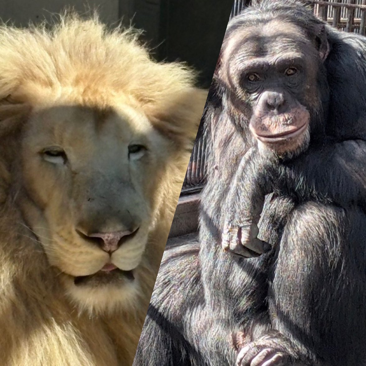 一般社団法人 ZOOTOMOのWA基金 tweet media