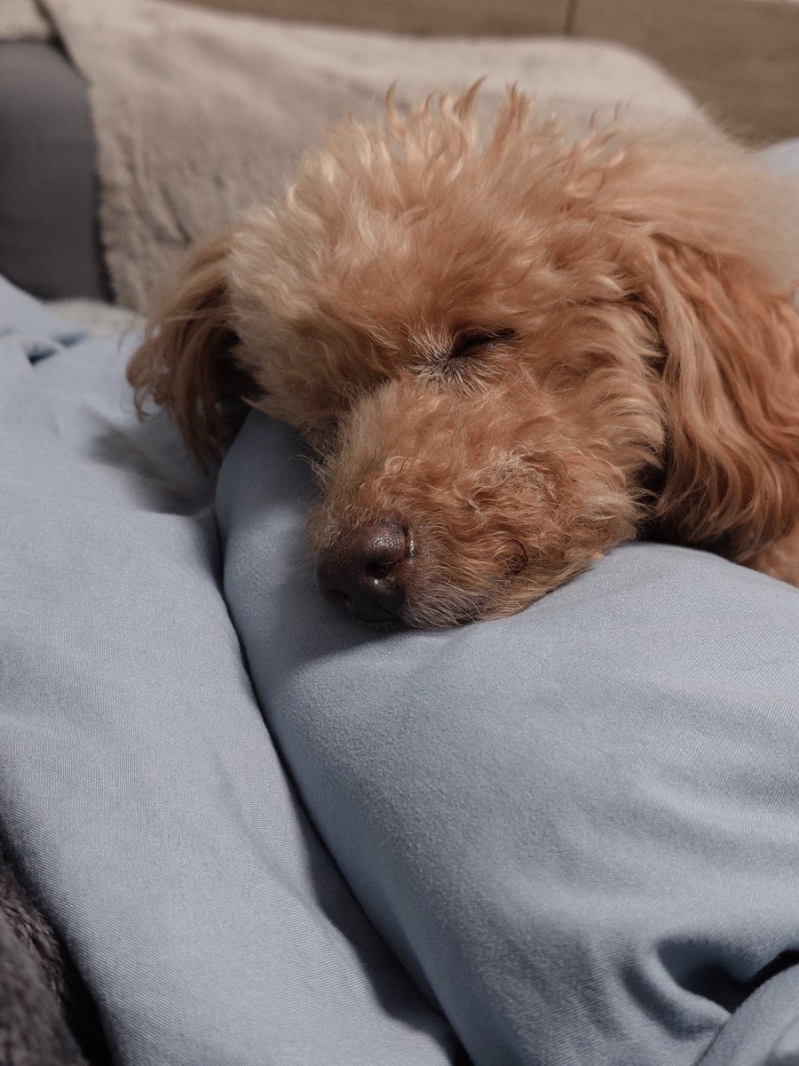 ゆずはな シエッポイエロー＆リサプードル おやすみなさい😴 今日は19:40就寝😪 #トイプードル #犬のいる暮らし