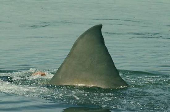 Bruce The Shark tweet media