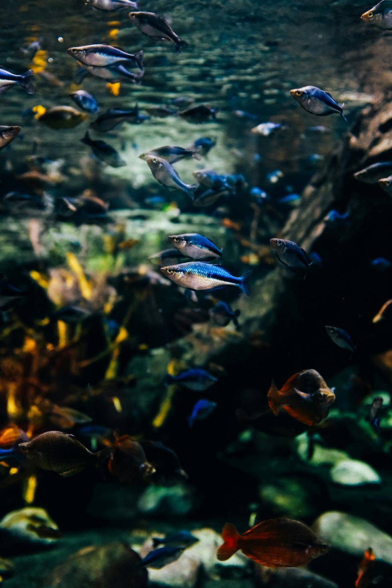 CapricornFM's tweet photo. #DareToAnswer | What is South Africa’s national fish?
Share your answer with @DjComplexion on the #CapricornDrive via WhatsApp on 079 899 6226. https://t.co/p1UnHgZipQ