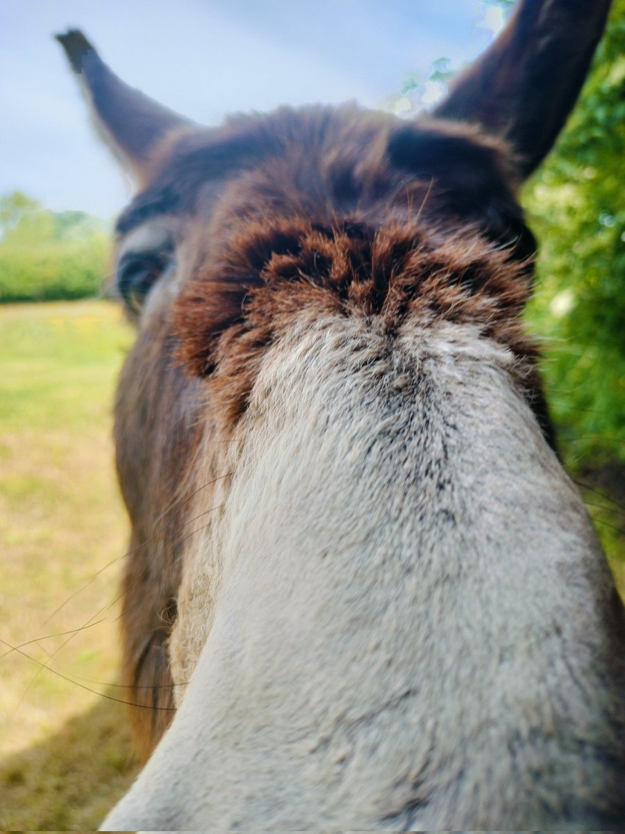 CasCorine's tweet photo. @courbet_julien @M6 Quand on voit toutes ces âneries qui circulent.... Heureusement moi l'âne certifié du coin! Je peux te confirmer que je suis bien vrai et regarderai #Arnarques 😅📺🙏 https://t.co/BazpPZj4QW