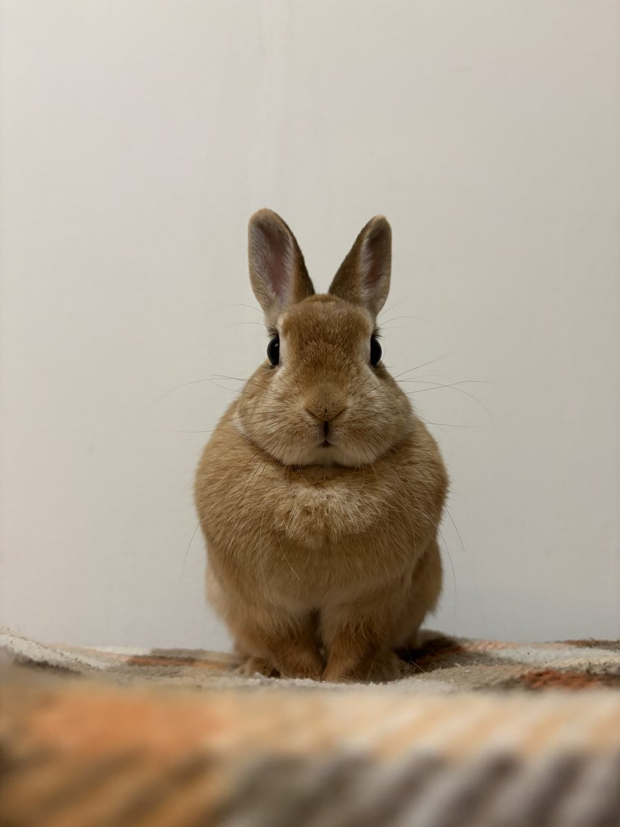 ごま🐰(飼い主:あるじ) tweet media