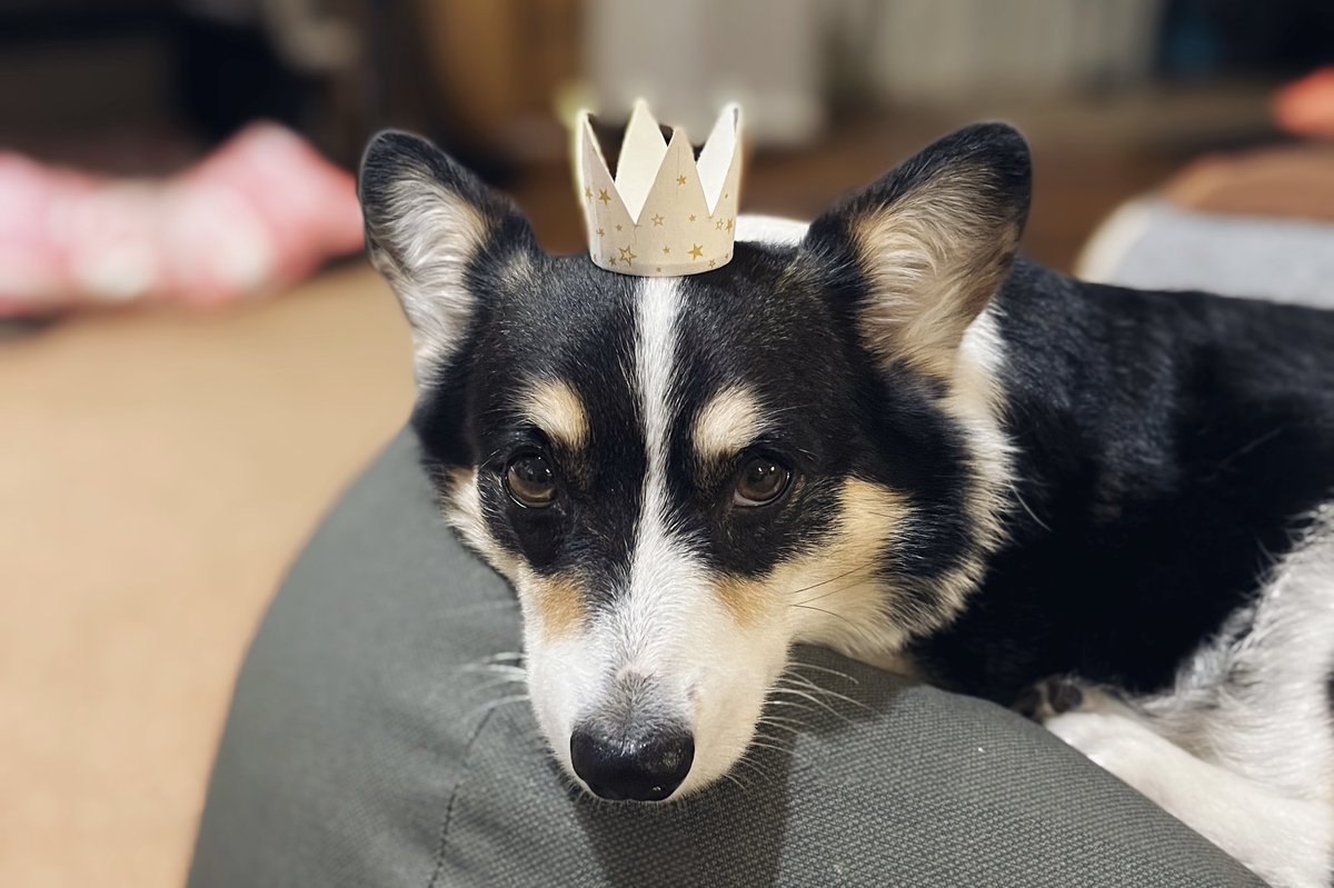 いっぬ ハッピーバースデーイッヌ🐶 7歳おめでとうワン🎂🎉