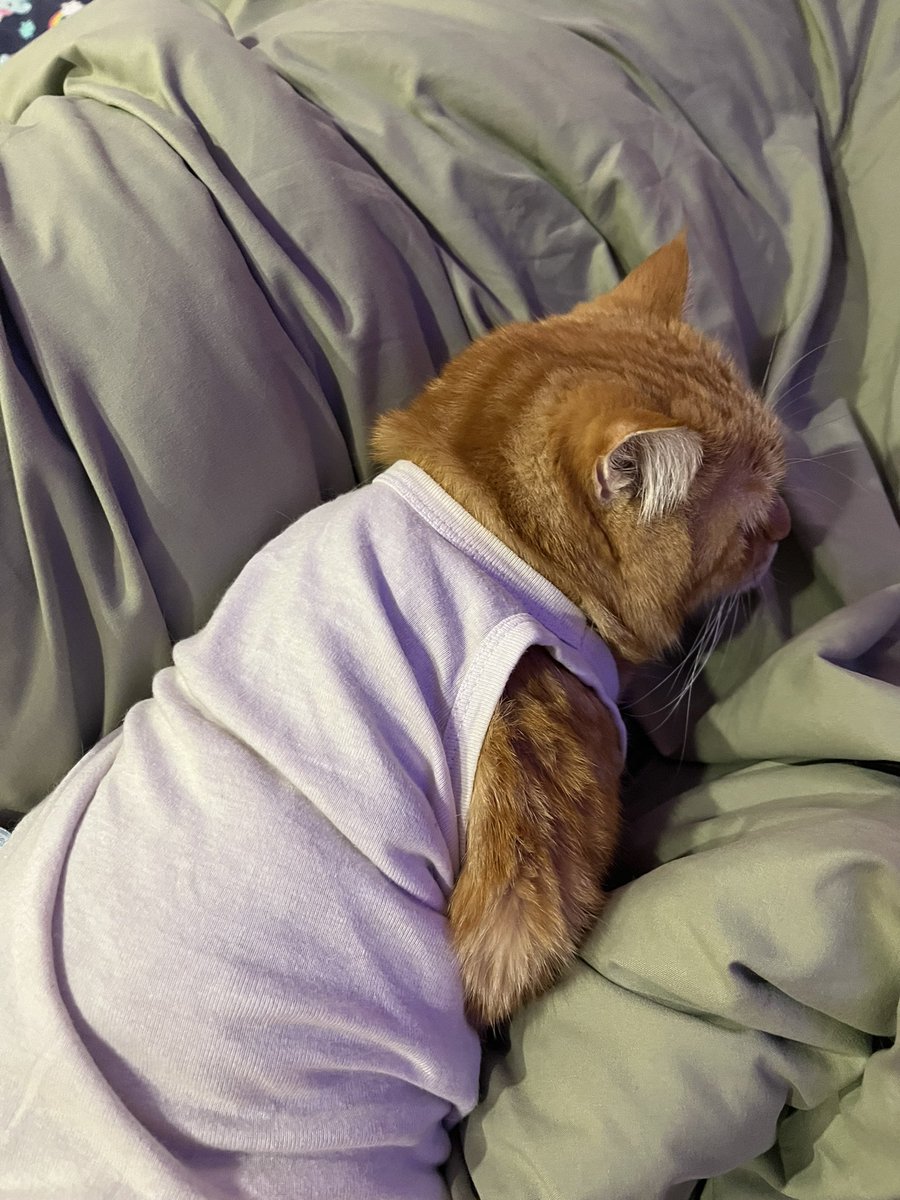 Adung & Imut 🐈 tweet media