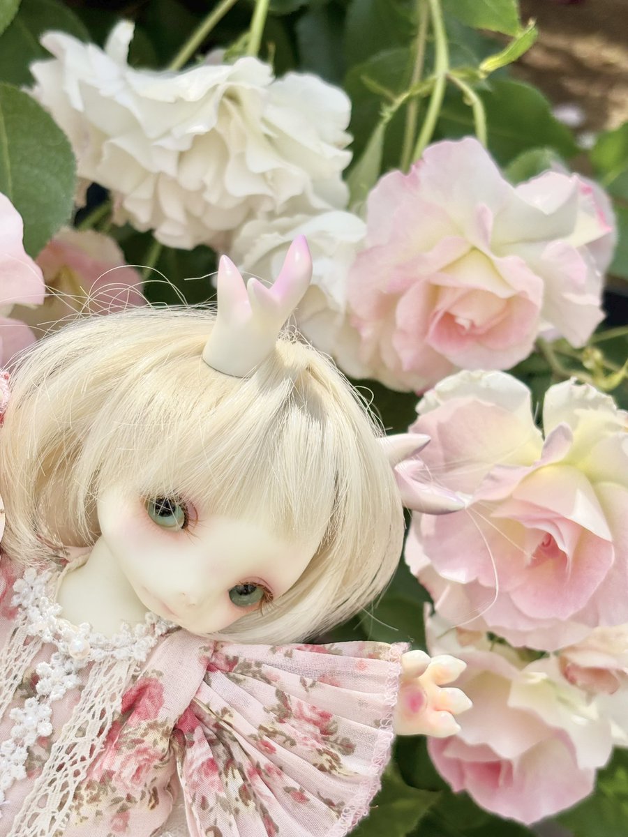 akdllove's tweet photo. 久々に！うちの子かわいい！ https://t.co/2ah8mQEOM2