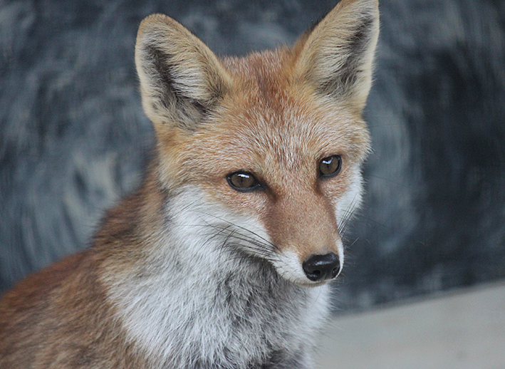 Cheng-Ren🦊🐺 (@chengren21) / Posts / X