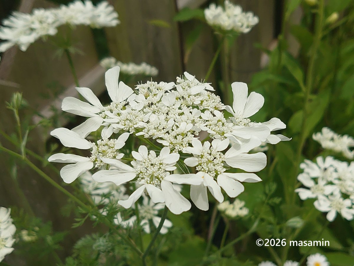 こんばんは🤗 #オルラヤ・グランディフローラ 学名 Orlaya grandiflora