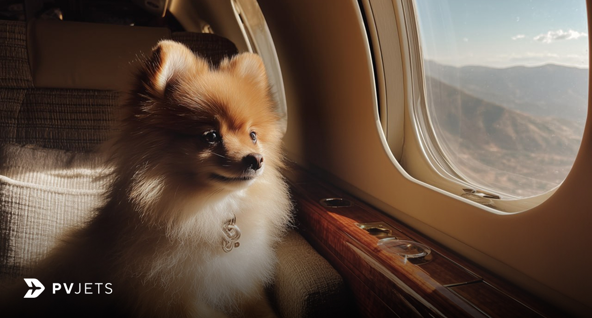 pvjets's tweet photo. Your dog doesn't belong in the cargo hold.
With private aviation, your pets fly with you in the cabin, no crates, no separation, no stress. 

At #PVJets, your whole family travels together. 🐾

🔗 Book Today: https://t.co/idUNFDtAzK

#PrivateAviation #PetFriendlyTravel #JetCharter #PetsOnJets