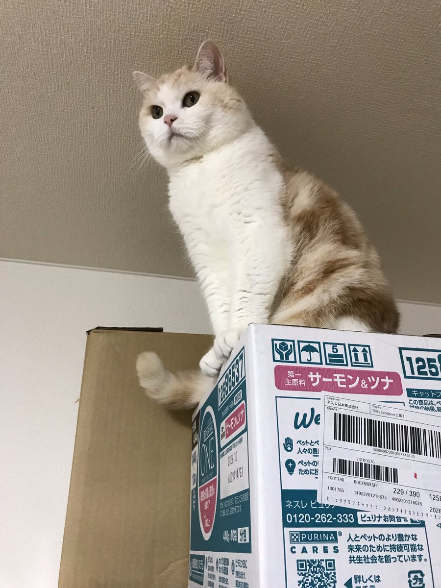 みーにゃん 📌𝕏コミュニティ𓃠猫၈集会場𓃠今日のニャンコ🐱