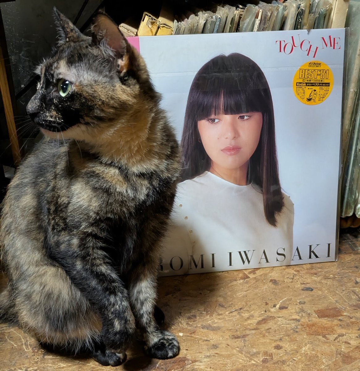 popncat tweet media