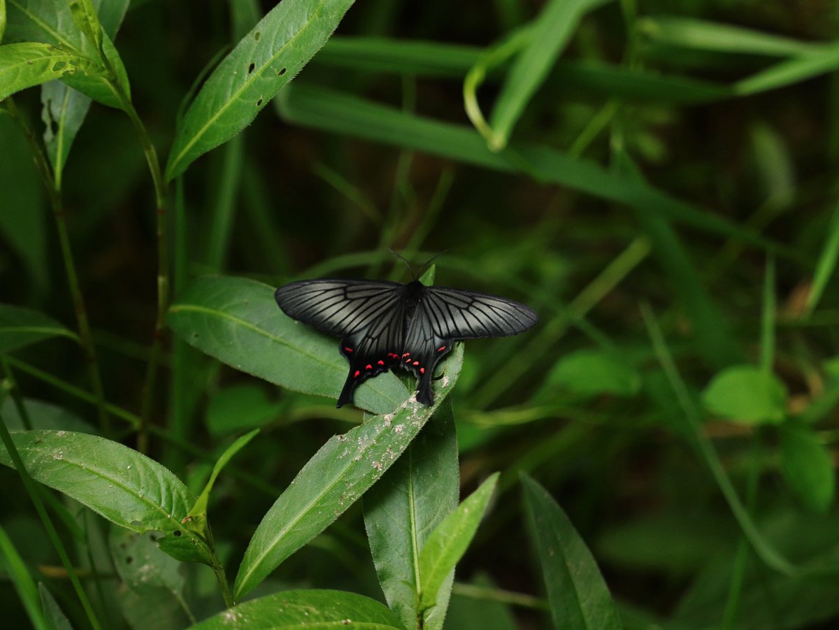 fsaphirinus's tweet photo. アゲハモドキ
2026/5/12

たまには蛾も。
よく見るとジャコウより綺麗かも笑 https://t.co/ZkpBK7qAve