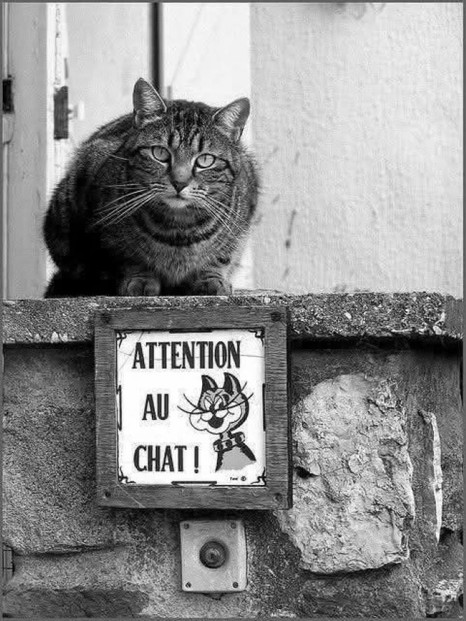 Carme tweet media