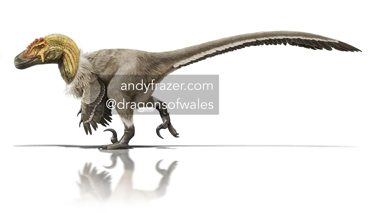DragonsofWales tweet media