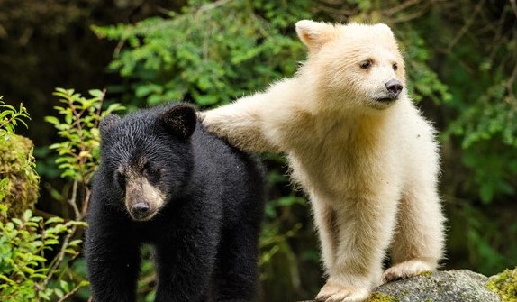 BrianAlanBurhoe's tweet photo. Talking bears &amp; human children adopted and raised by loving Mama Bears are common story themes in both Old and New World oral traditions. Even J R R Tolkien wrote about both...

BEARS IN MYTHOLOGY &amp; FOLKLORE: Irish, Norse, German, Native American Meaning https://t.co/ywwOkpmQzj https://t.co/89nOCLJg7B