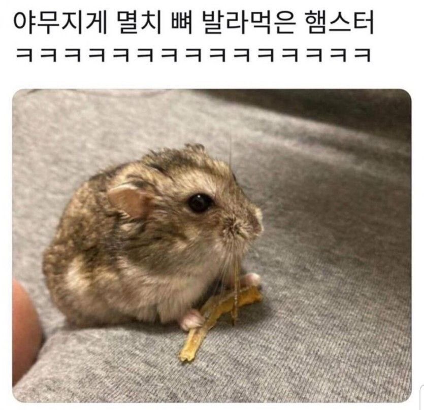 챱 tweet media