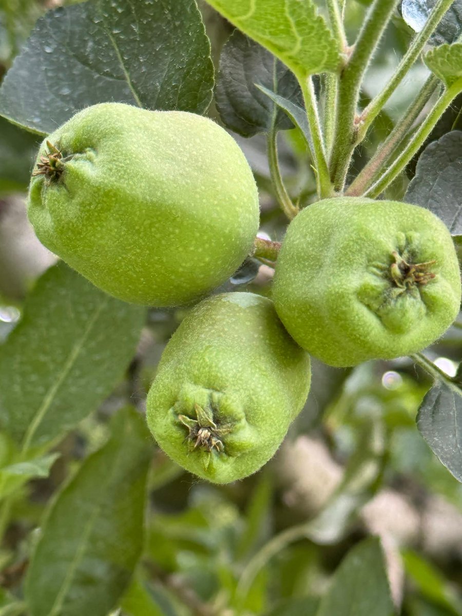 SirJee1986's tweet photo. Perfect fruit set is the first step towards quality production and better returns for growers. https://t.co/9SiEIOcT9E