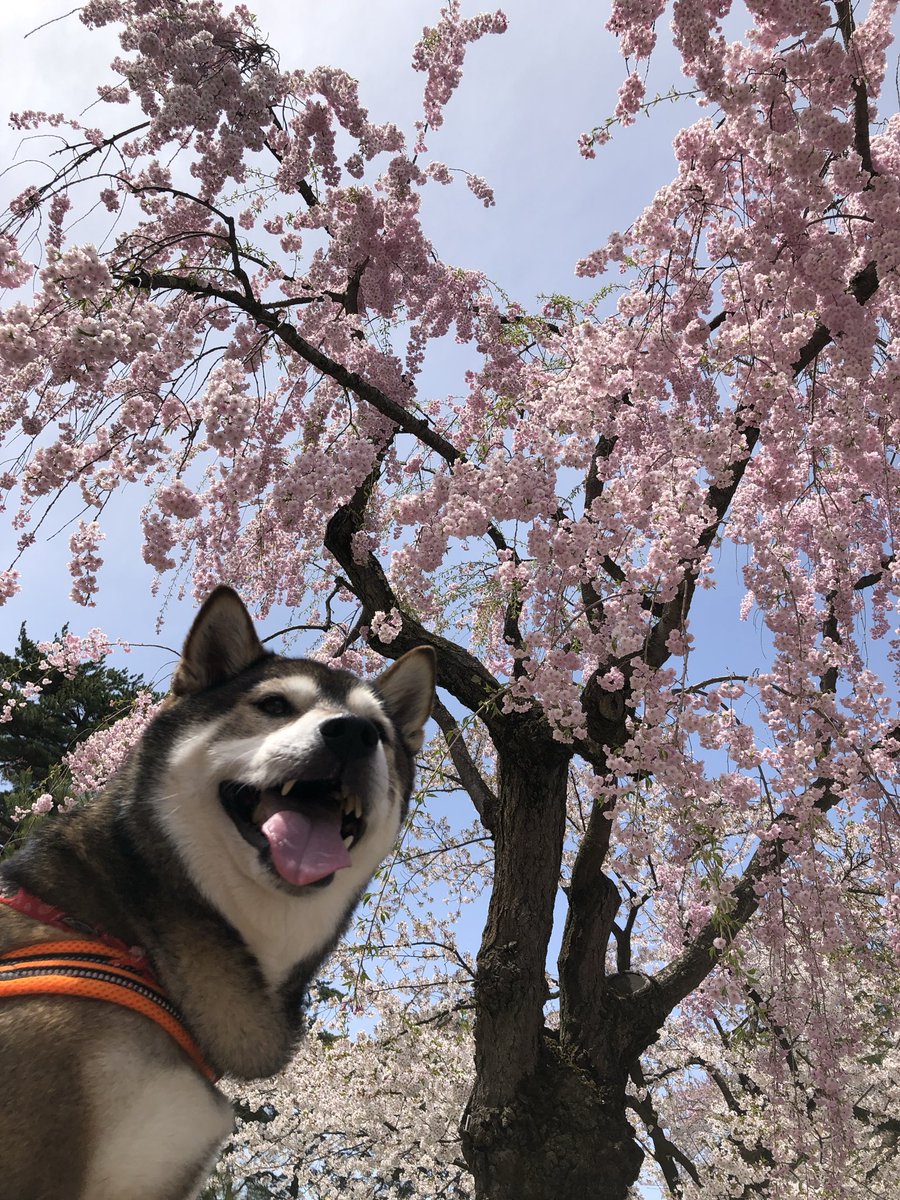 ponzounosuke's tweet photo. @kandausagi 小太郎ちゃんとてとて歩き可愛い✨🐕
シニア時の歩く姿って愛おしくて
お散歩ショートカットも
一緒の歩幅で歩いてたなぁ〜って
寂しく思い出しちゃいますね…

うちはお花見が想い出深くて…😢 https://t.co/xpPuwBrCbN