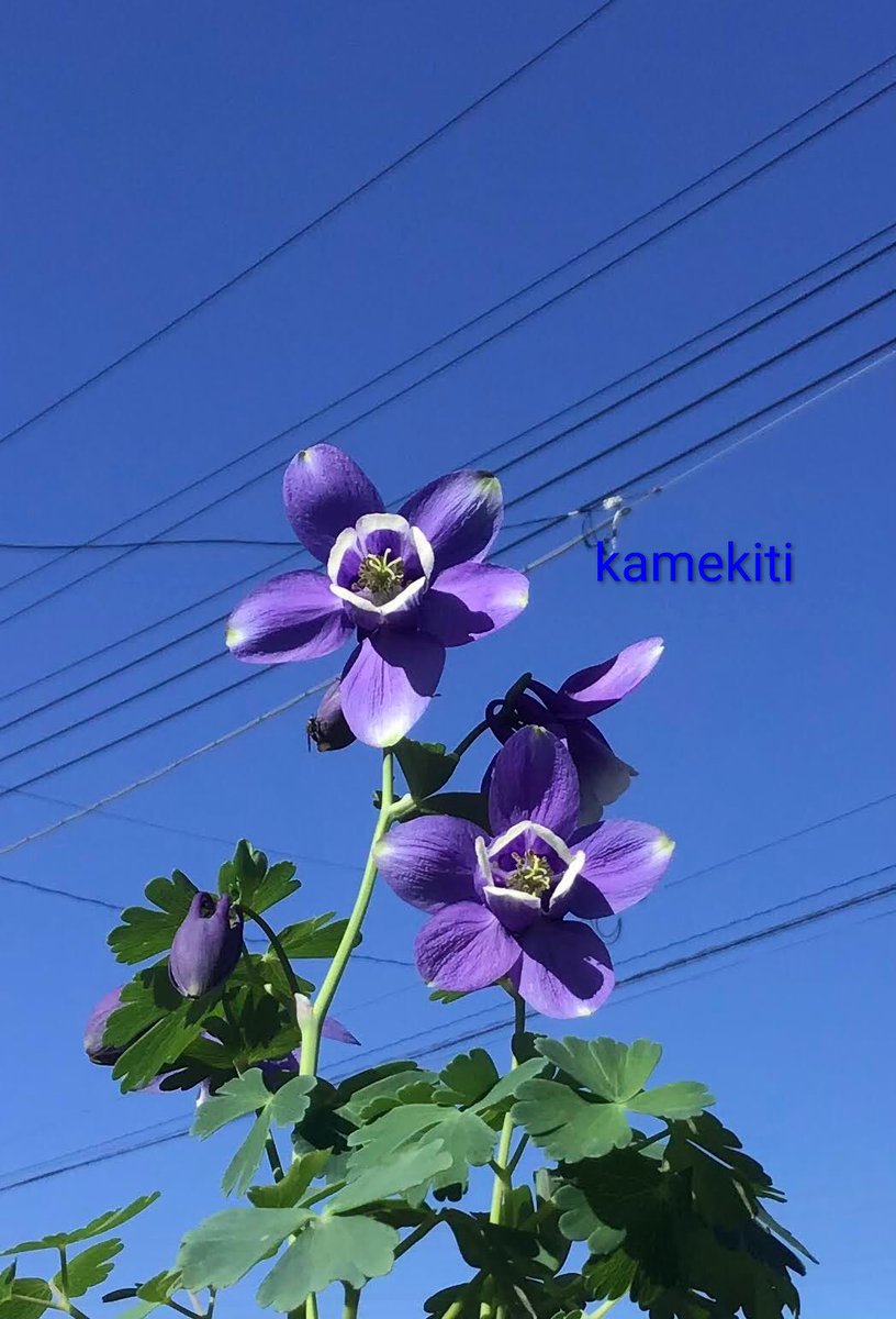 本日の誕生花は 紫のオダマキ 花言葉は 勝利への決意 素直 勝利の誓い