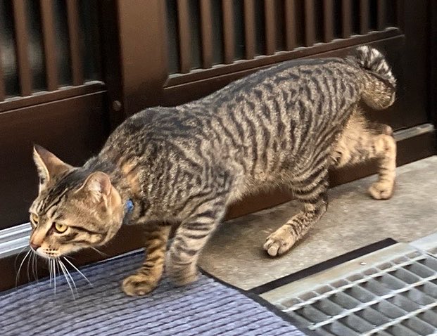 保護猫かふぇ かぎしっぽ tweet media