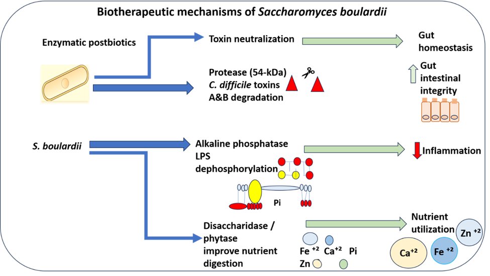 Microbes & Immunity (@MI_ASP__) / Posts / X