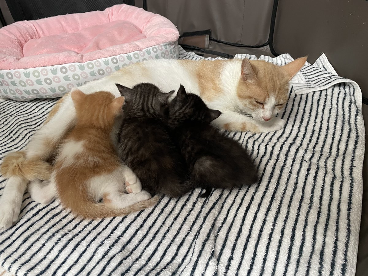 保護猫