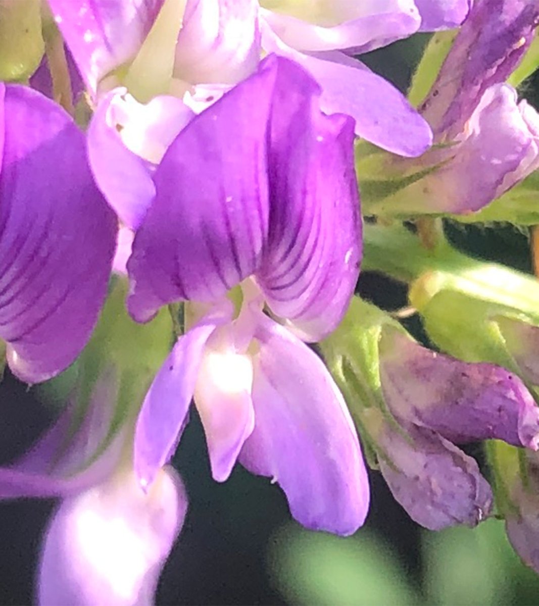 leaf_usayama's tweet photo. リーフ菜園のアルファルファが花を咲かせていました
蝶形花と呼ばれるマメ科特有の形状をしています https://t.co/METttaqOmi