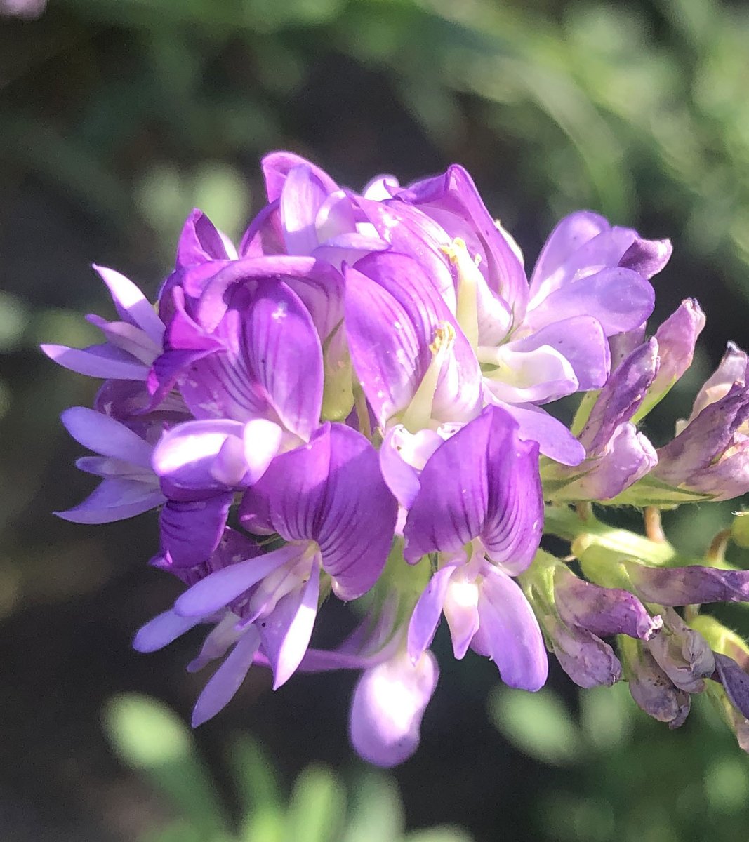 leaf_usayama's tweet photo. リーフ菜園のアルファルファが花を咲かせていました
蝶形花と呼ばれるマメ科特有の形状をしています https://t.co/METttaqOmi
