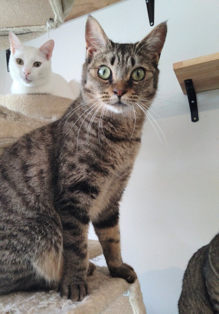 朔🐈断然猫派 (@sakurano1104) / Posts / X