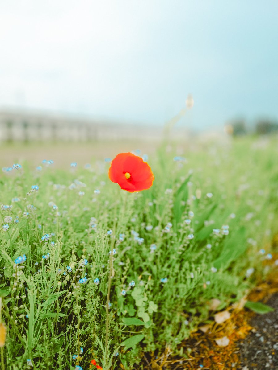 victor_kafka's tweet photo. 朝散歩してたら見つけた道端に1輪だけ咲いてたポピー。フィルムでも撮ったけど現像するまでわからない。
#今日の1枚 #photograph #写真  #散歩 https://t.co/hUQwFOtBOG
