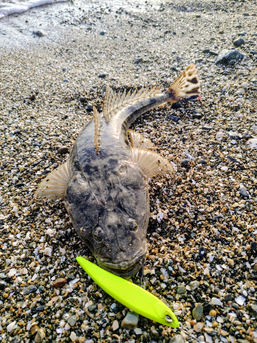 terastation515's tweet photo. in三重サーフ！☀

DUOの
リンバーiF127Sにマゴチがヒット！🐟️

まるで初夏のような陽気🌴🌊
リンバーのおかげで元気なマゴチに会えました！

・ヒットルアーは
【DUO】リンバーiF127S

#DUOinternational
#DUOサポーター
#リンバーiF127S
#三重サーフ
#PR https://t.co/wFb81dl3lK