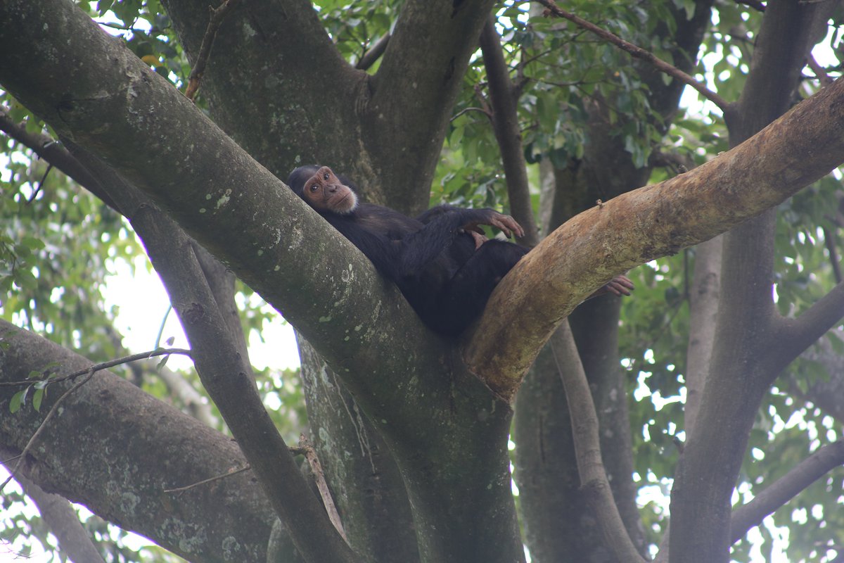 Virunga National Park tweet media