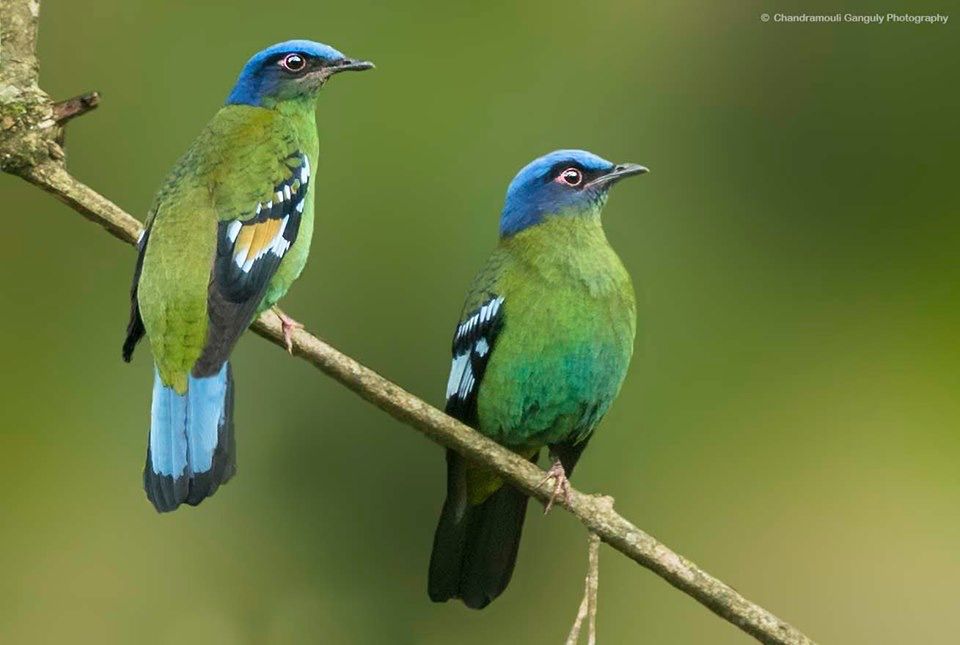 SchmittJeanTho1's tweet photo. Cochoa vert / Green Cochoa / Cochoa viridis 
( Indochine, Chine, sous-continent Indien ) https://t.co/ka7kjlbJNO