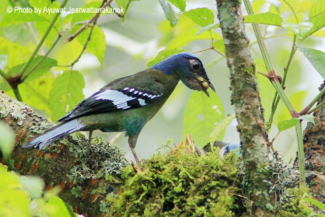 SchmittJeanTho1's tweet photo. Cochoa vert / Green Cochoa / Cochoa viridis 
( Indochine, Chine, sous-continent Indien ) https://t.co/ka7kjlbJNO
