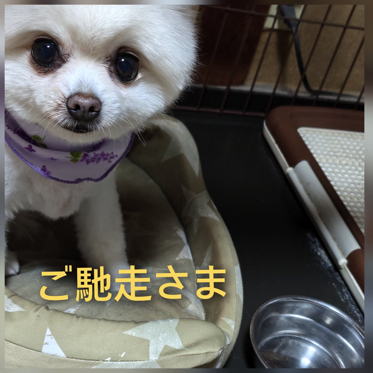 よかった 好調モードに入ったな もう人が来る度ワンワンワンワン