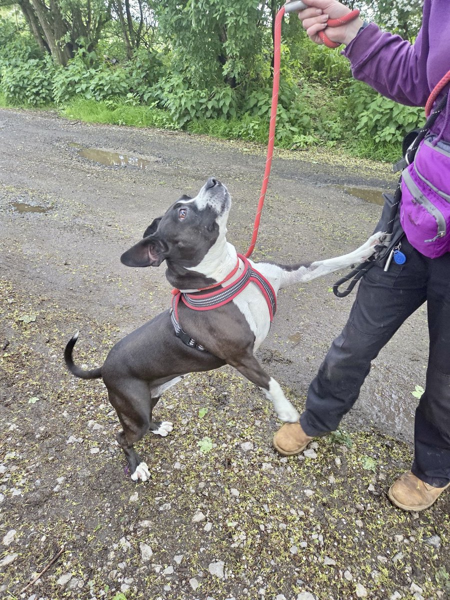 Dogs 4 Rescue tweet media