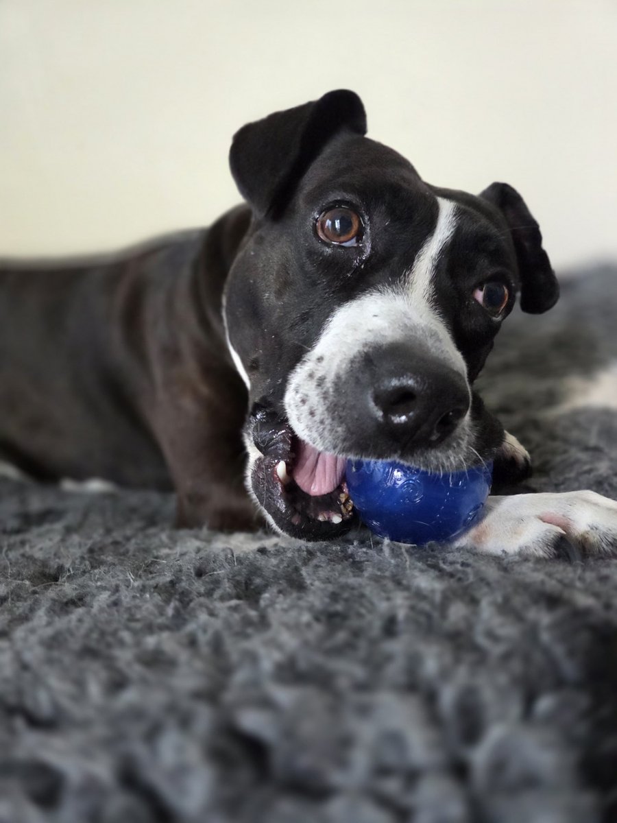 Dogs 4 Rescue tweet media