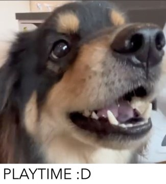 Lex 🐶 tweet media