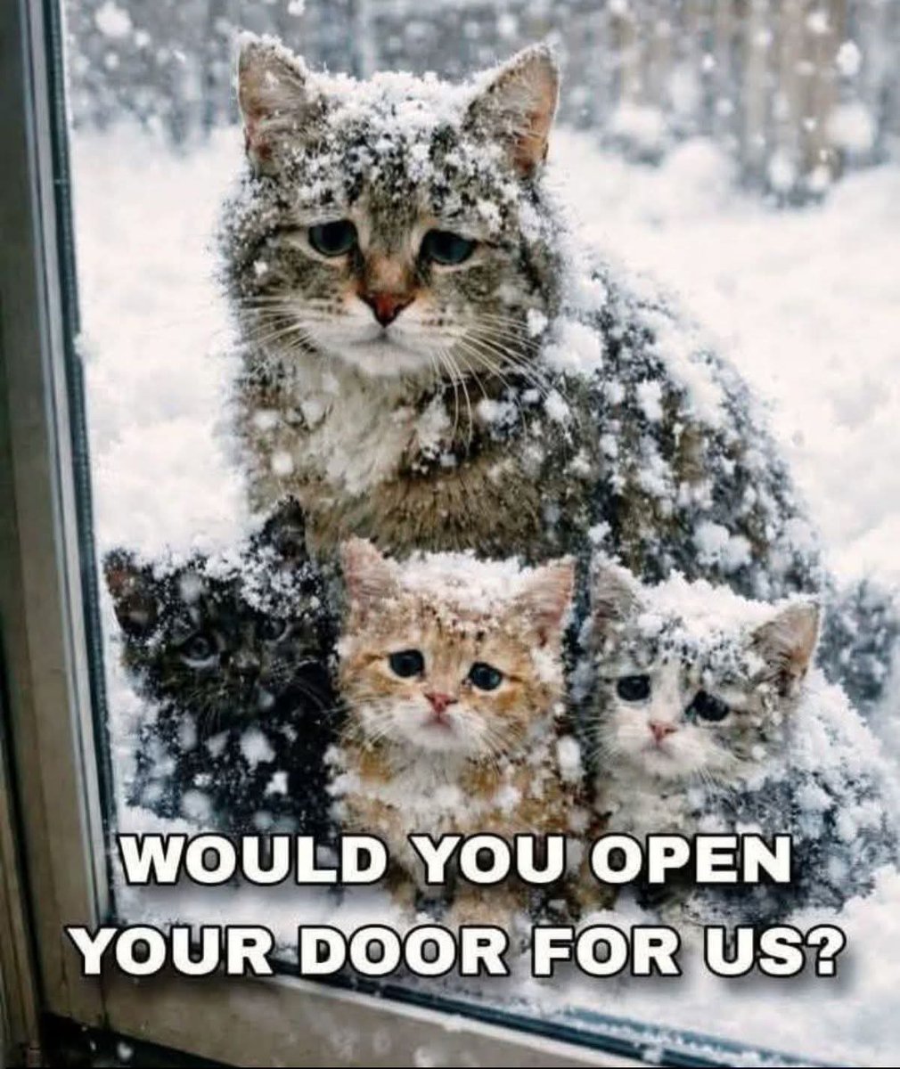 aroog1278's tweet photo. Would you open your door for us ??
Yes OR No https://t.co/7O8S92pW7q