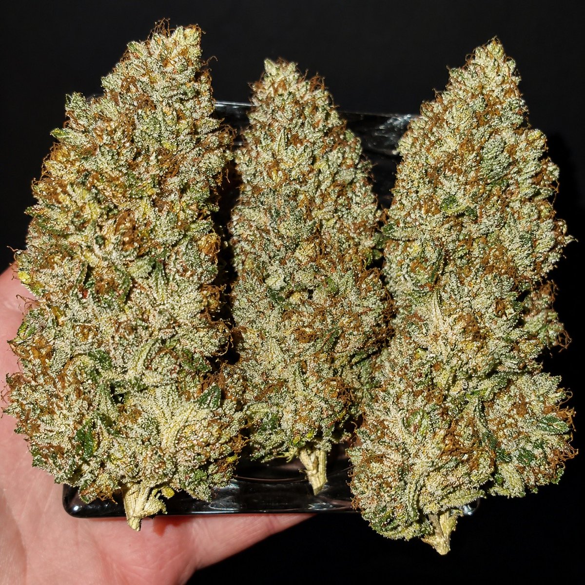 Herb Approach tweet media