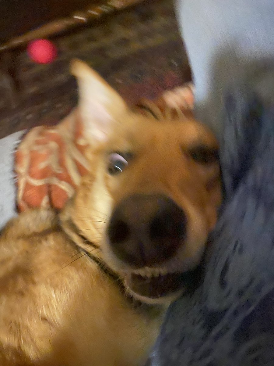 BrexitBuster's tweet photo. When I told Ruby that I’d bought her some ‘dog sausages’ I think she misunderstood. 🐶😬
Once I assured her that no actual dogs were used in the product, she tucked in! 🐶😍
#RubyFromRomania #RescueDogs❤️ https://t.co/bRLoppAslg